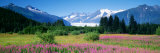 Fireweed, Mendenhall Glacier, Juneau, Alaska, USA Photographic Print by Panoramic Images 