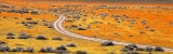 Road Through Poppy Blossoms, Goldfields, Antelope Valley, California, USA Reprodukcja zdjęcia autor Panoramic Images