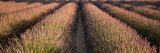 Rows Lavender Field, Pays De Sault Provence, France Photographic Print by Panoramic Images 