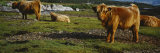 Highland Cattle on a Grassy Field, Isle of Mull, Scotland, United Kingdom Photographic Print by Panoramic Images 