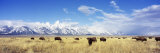 Bison Herd, Grand Teton National Park, Wyoming, USA Fotografisk tryk af Panoramic Images Bison Herd, Grand Teton National Park, Wyoming, USA Fotografisk tryk af Panoramic Images