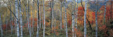 Fall Trees, Shinhodaka, Gifu, Japan Photographie par Panoramic Images 