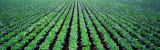 Rows of Cabbage, Yamhill County, Oregon, USA Reprodukcja zdjęcia autor Panoramic Images