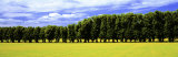 Row of Trees, Uppland, Sweden Photographic Print by Panoramic Images 
