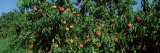 Low Angle View of Peaches Growing on a Peach Tree, Michigan, USA Photographic Print by Panoramic Images 