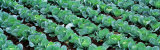 Cabbage, Yamhill Co, Oregon, USA Reprodukcja zdjęcia autor Panoramic Images