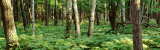 Trees, Forest Floor Photographic Print by Panoramic Images 