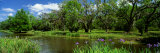 Jungle Gardens, Avery Island, Southern, Louisiana, USA Reprodukcja zdjęcia autor Panoramic Images Jungle Gardens, Avery Island, Southern, Louisiana, USA Reprodukcja zdjęcia autor Panoramic Images