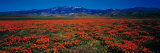 Field, Poppy Flowers, Antelope Valley, California, USA Lámina fotográfica por Panoramic Images Field, Poppy Flowers, Antelope Valley, California, USA Lámina fotográfica por Panoramic Images