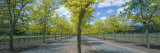Two Lane Road, Napa Valley, California, USA Photographic Print by Panoramic Images 