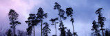 Dusk, Pine Trees, Switzerland Photographic Print by Panoramic Images Dusk, Pine Trees, Switzerland Photographic Print by Panoramic Images