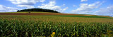 Field of Corn with Tractor in Distance, Carroll County, Maryland, USA Photographic Print by Panoramic Images 