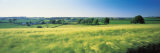 Field Near Barnstaple, North Devon, England, United Kingdom Photographic Print by Panoramic Images 