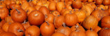 Close-up of Pumpkins Reprodukcja zdjęcia autor Panoramic Images