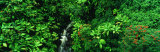 Hamakua Coast, Hawaii, Hawaii, USA Photographic Print by Panoramic Images Hamakua Coast, Hawaii, Hawaii, USA Photographic Print by Panoramic Images
