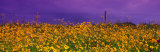 Field Coreopsis Flowers, Texas, USA Lámina fotográfica por Panoramic Images Field Coreopsis Flowers, Texas, USA Lámina fotográfica por Panoramic Images