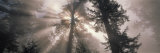 Trees Redwood National Park, California, USA Photographic Print by Panoramic Images 