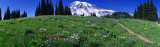 Meadow, Mount Rainier, Washington State, USA Photographic Print by Panoramic Images 