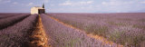 Lavender Field, Valensole Province, France Photographic Print by Panoramic Images 