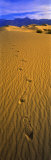 Footprints, Death Valley National Park, California, USA Photographic Print by Panoramic Images 