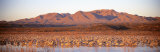 Sandhill Crane, Bosque Del Apache, New Mexico, USA Fotografie-Druck von Panoramic Images 