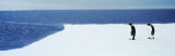Adelie Penguins, Ross Sea, Antarctica Photographic Print by Panoramic Images 