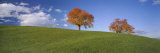 Cherry Trees on a Hill, Cantone Zug, Switzerland Photographie par Panoramic Images 