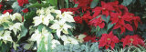 Close-Us of Red and White Poinsettias Photographic Print by Panoramic Images 