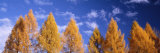 Lark Trees, Switzerland Photographic Print by Panoramic Images 