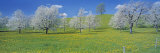 View of Blossoms on Cherry Trees, Zug, Switzerland Photographic Print by Panoramic Images 