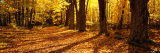 Tree Lined Road, Massachusetts, USA Fotografie-Druck von Panoramic Images 
