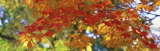 Fall Foliage, Guilford, Baltimore City, Maryland, USA Lámina fotográfica por Panoramic Images Fall Foliage, Guilford, Baltimore City, Maryland, USA Lámina fotográfica por Panoramic Images