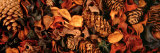 Close-up of Potpourri Photographic Print by Panoramic Images 