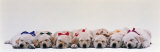 Labrador Puppies Wearing Bows, Sleeping Reprodukcja zdjęcia autor Panoramic Images Labrador Puppies Wearing Bows, Sleeping Reprodukcja zdjęcia autor Panoramic Images