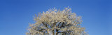 Cherry Blossoms, Switzerland Photographic Print by Panoramic Images 