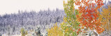 Winter, Aspens, USA Lámina fotográfica por Panoramic Images