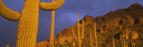 Saguaro Cactus, Tucson, Arizona, USA Fotografie-Druck von Panoramic Images 