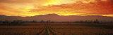 Sunset, Napa Valley, California, USA Lámina fotográfica por Panoramic Images