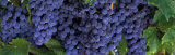 Grapes on the Vine, Napa, California, USA Photographic Print by Panoramic Images 
