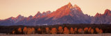 Aspens, Teton Range, Grand Teton National Park, Wyoming, USA Photographic Print by Panoramic Images 