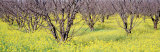 Cherry Trees, San Joachin Valley, California, USA Photographic Print by Panoramic Images 