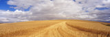 Wheat Field, Washington State, USA Photographie par Panoramic Images 