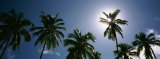 Low Angle View of Coconut Palm Trees, Fiji Fotografie-Druck von Panoramic Images 