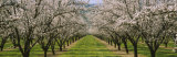 Almond Trees in an Orchard, California, USA Photographic Print by Panoramic Images 