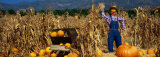 Pumpkin Patch at Bocalli Ranch, California, USA Photographic Print by Panoramic Images
