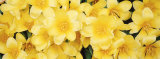 Close-up of Yellow Tulips Fotografie-Druck von Panoramic Images 
