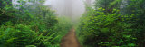 Redwood National Park, California, USA Photographic Print by Panoramic Images 