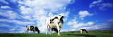 Cows in Field, Lake District, England, United Kingdom Fotografie-Druck von Panoramic Images 