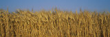 Field of Wheat, France Lámina fotográfica por Panoramic Images Field of Wheat, France Lámina fotográfica por Panoramic Images