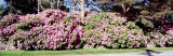 Azaleas, Rhode Island, USA Fotografie-Druck von Panoramic Images 